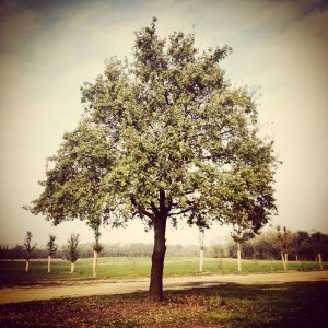 Quercia
