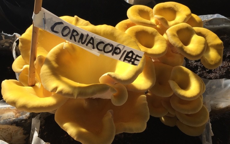 2015.04.30 - Cornacopiae 1