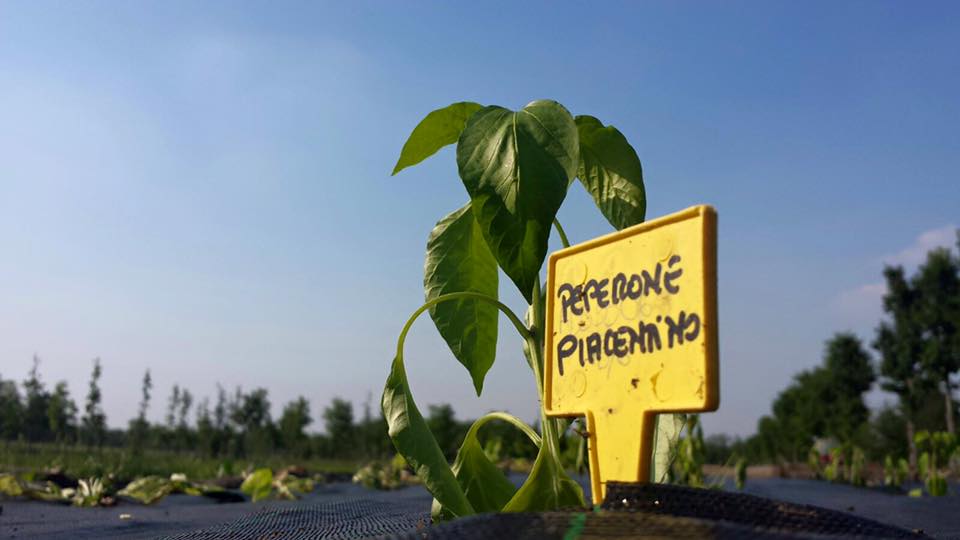 SIAMO PARTITI CON GLI ‪‎ORTI‬!